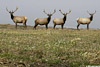 Elk_2984_A.jpg