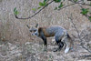 Fox_4797_A.jpg