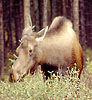 Moose_cropped_10.jpg