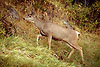 Mule_Deer_30.jpg