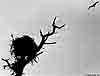 Ospreys_BW_web.jpg
