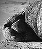 elephant_seal_BW_web.jpg