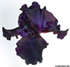 Iris_5104_A_web.jpg