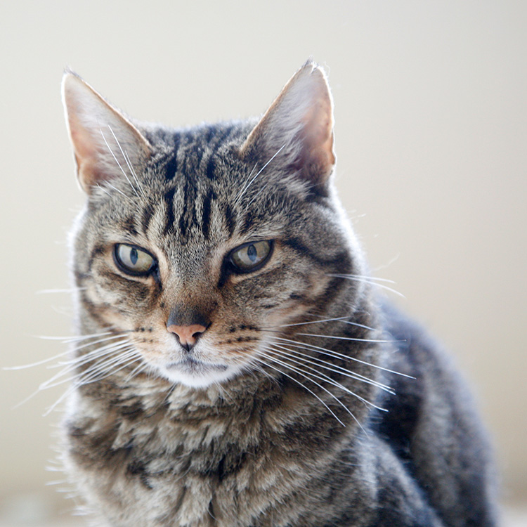 http://www.ellemmphotography.com/Images/Nature/Pets/Chico_2542_A_web.jpg