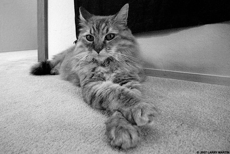 http://www.ellemmphotography.com/Images/Nature/Pets/Elsie_2561_BW_A_Web.jpg