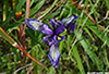 Iris_4841_web.jpg