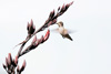 hovering hummingbird near a phormium