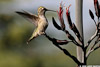 Hummer_3041_web.jpg