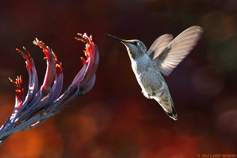 http://www.ellemmphotography.com/Images/Nature/flyers/Hummer_5862_A_web.jpg