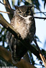 Owl_6972_A_web.jpg