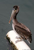 Pelican_3480_A_web.jpg