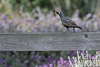 Quail_7254_A_web.jpg