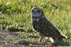 Short_Eared_Owl_web.jpg