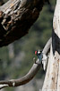 Woodpecker_4007_A_web.jpg