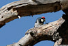 Woodpecker_4015_A_web.jpg