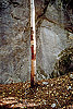 Birch_Tree_16.jpg