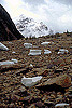 Icebergs_at_Edith_Cavell_21.jpg