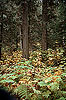 Mt_Robson_hike_36.jpg