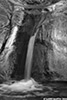 DV_4185_Willow_web_Bw.jpg