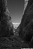 DV_4188_Willow_web_bw.jpg