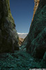 DV_4188_Willow_web.jpg