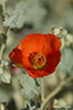 DV_4301_Globemallow_web.jpg