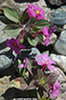 DV_4303_Monkeyflower_web.jpg