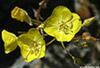 DV_4308_Evening_Primrose_web.jpg