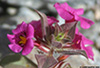 DV_4330_Monkeyflower_web.jpg