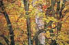 Images/Travel/Maine/Mt_Katahdin_Loop.jpg