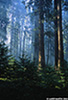 sequoia_03_web.jpg