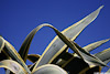 Agave_2574_web.jpg