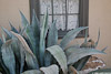 Agave_Wall_7336_web.jpg