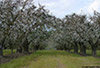 Apple_Orchard_0197_web.jpg