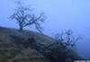 Fallen_Tree_01_web.jpg