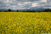 Mustard_6548_web.jpg