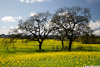 Mustard_6562_web.jpg