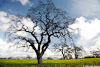 Mustard_6568_web.jpg