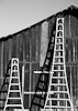 Pruning_Ladders_6274_BW_web.jpg