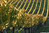 Sanders_Road_1477_Vineyards_web.jpg