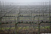 Vineyard_6162_web.jpg