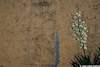 Yucca_2874_web.jpg