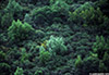 trees_02_web.jpg