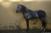 Ronda_7827_web.jpg