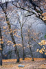 Yosemite_Trees_A_web.jpg