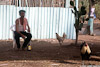 The_cock_owner_1949_A_web.jpg